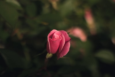 选择聚焦摄影的粉红色花瓣的花
